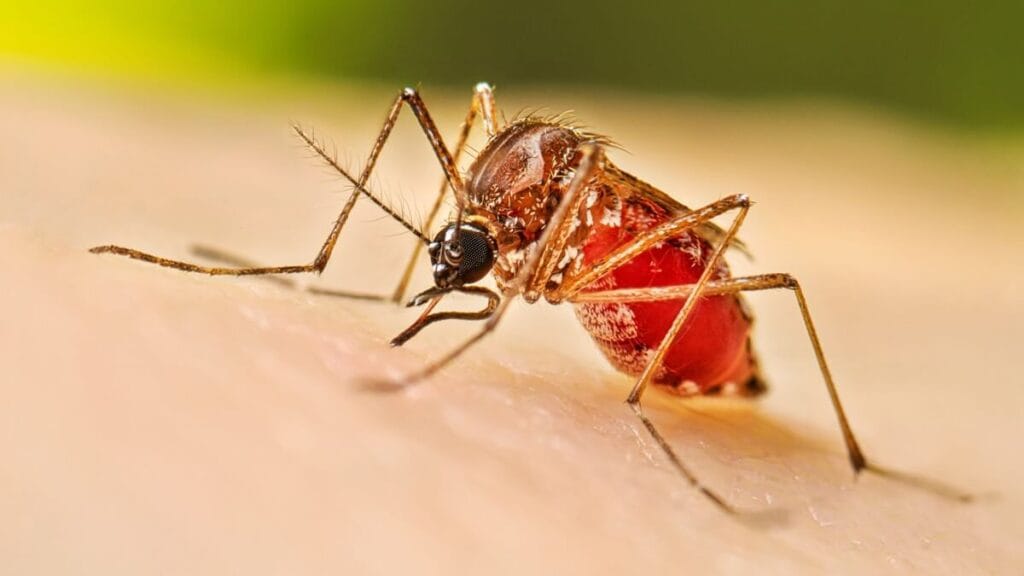 Dengue Outbreak